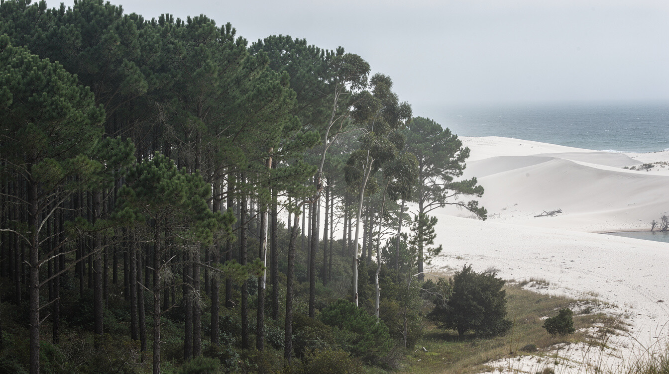 Pine forest along the coast in Manantiales, Uruguay